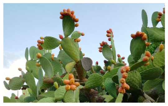 Opuntia ficus-indica (fico d’india)